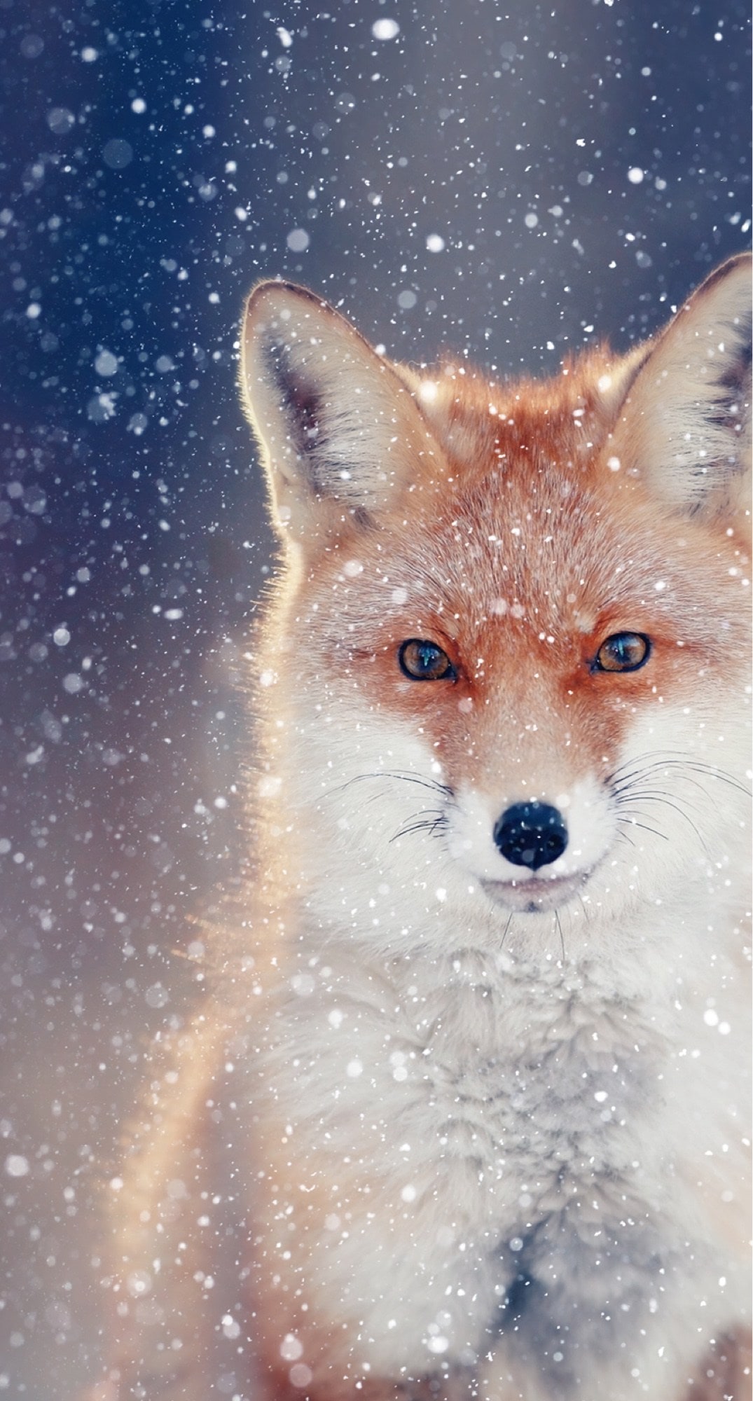 Cool Fox Wallpapers Wallpapers