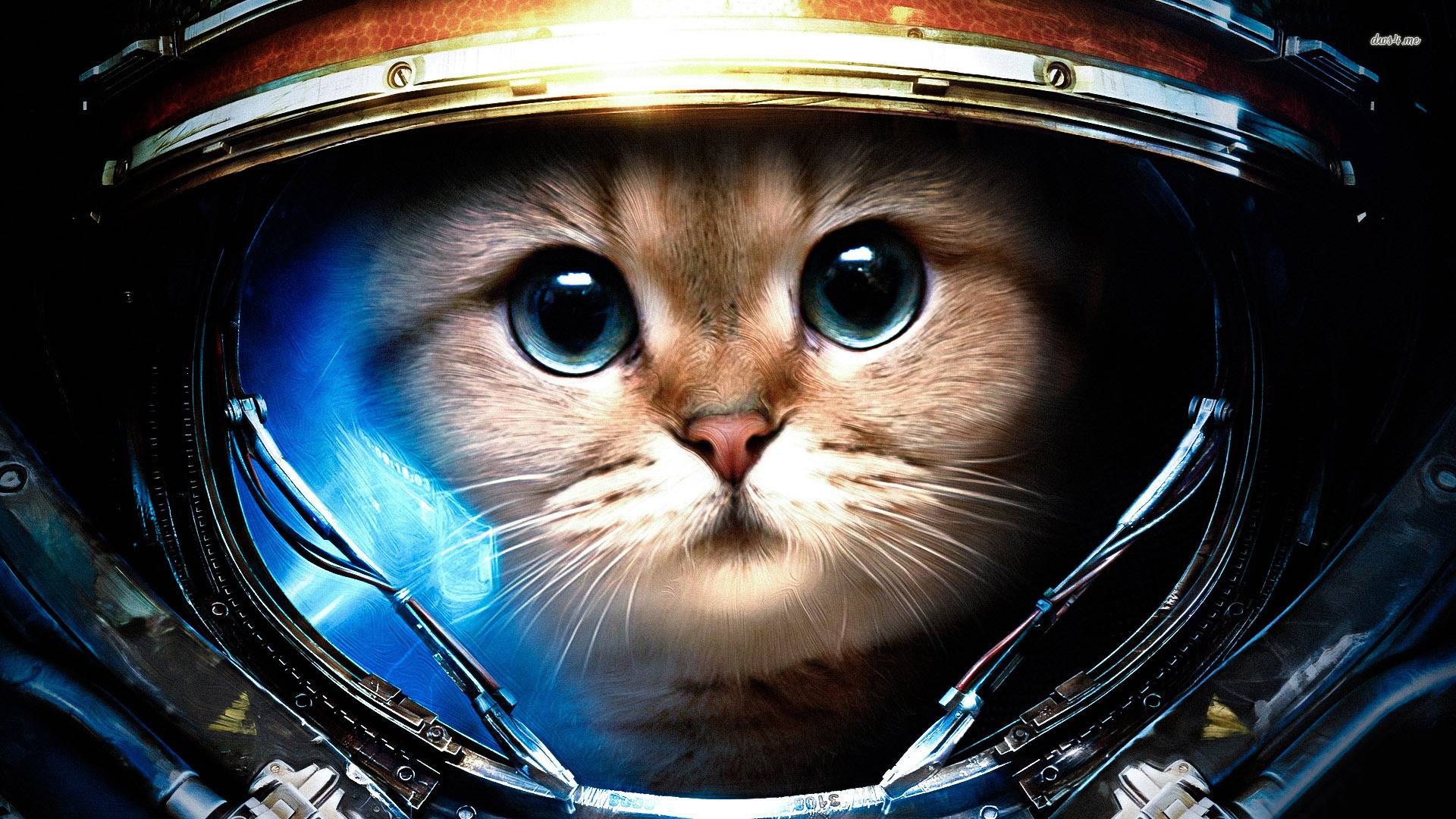 Cool Galaxy Cat Wallpapers