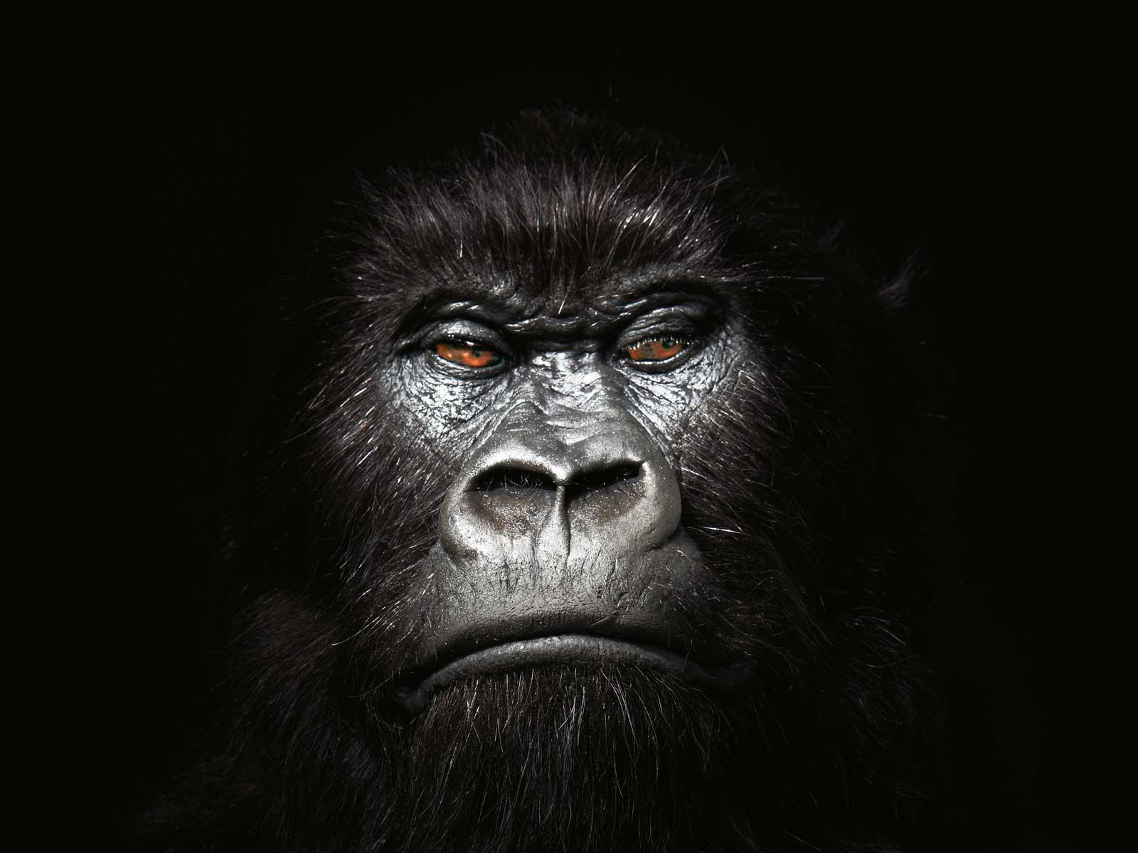 Cool Gorilla Wallpapers