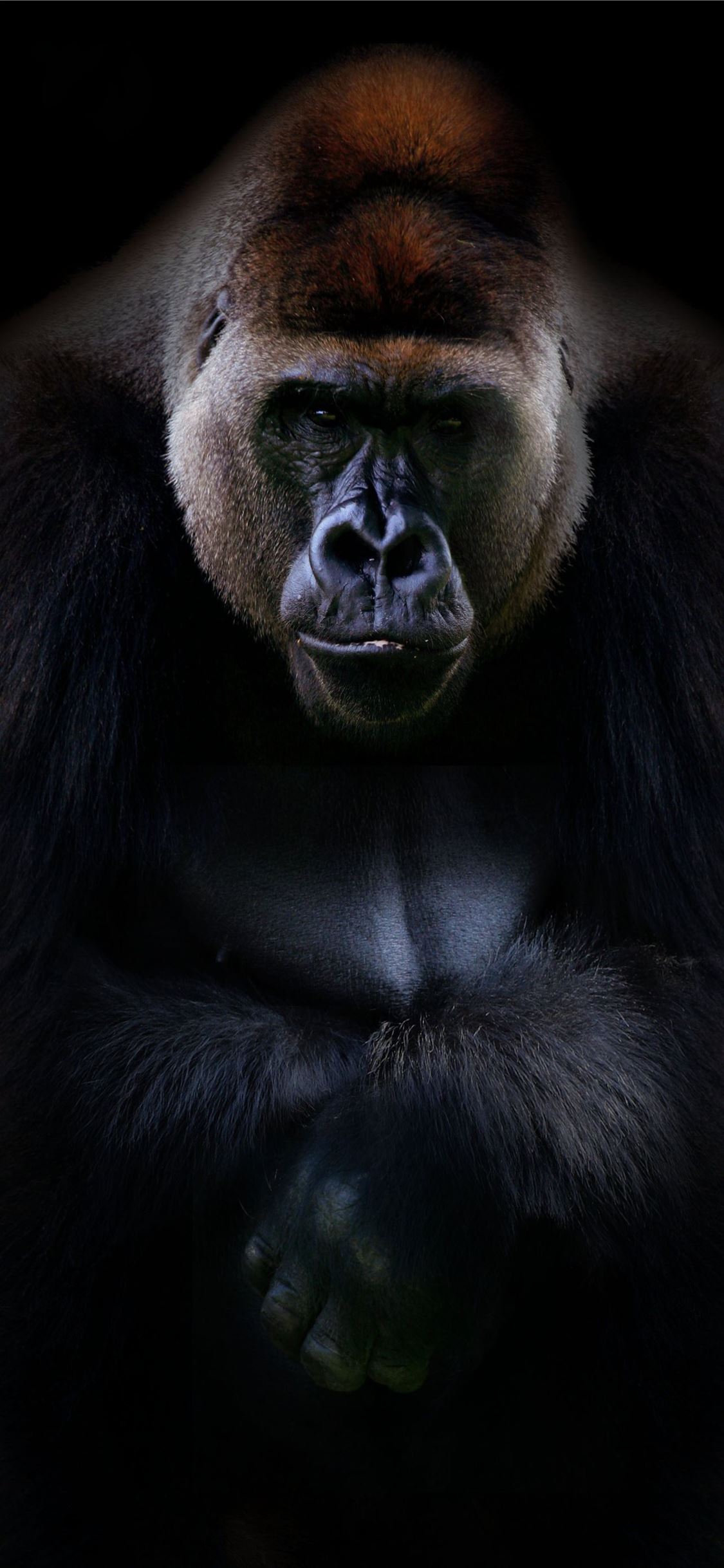 Cool Gorilla Wallpapers