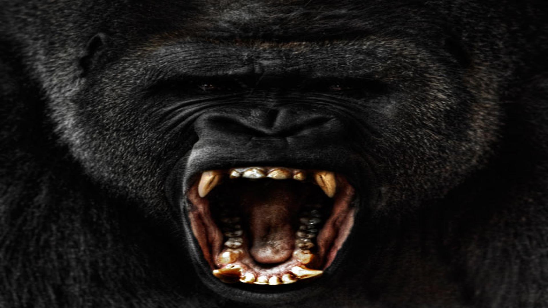 Cool Gorilla Wallpapers