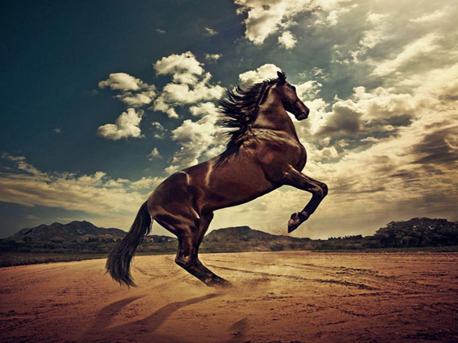 Cool Horse Wallpapers