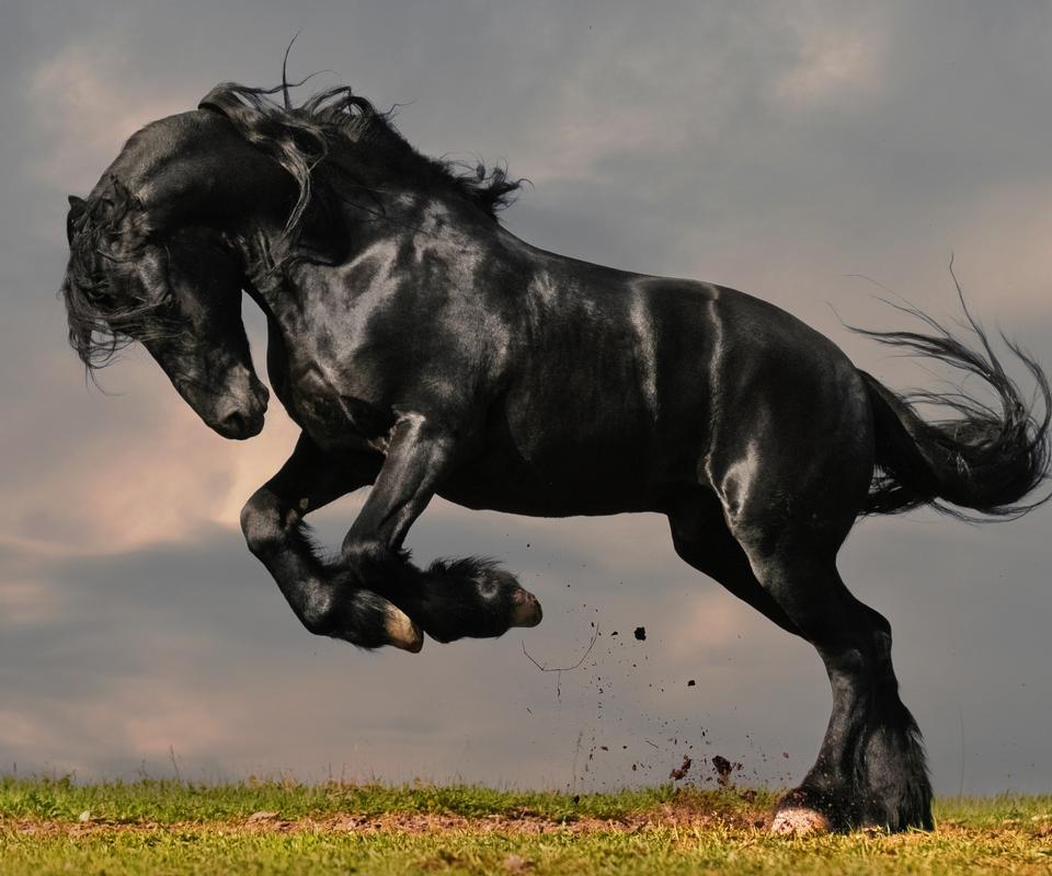 Cool Horse Wallpapers