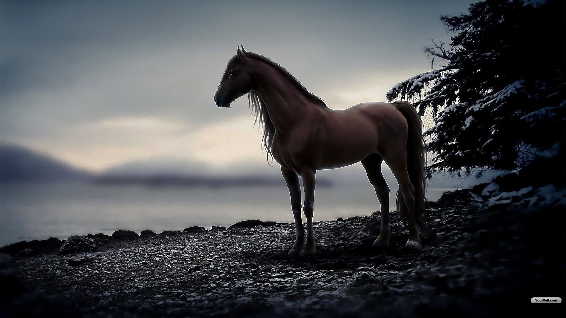 Cool Horse Desktop Wallpapers