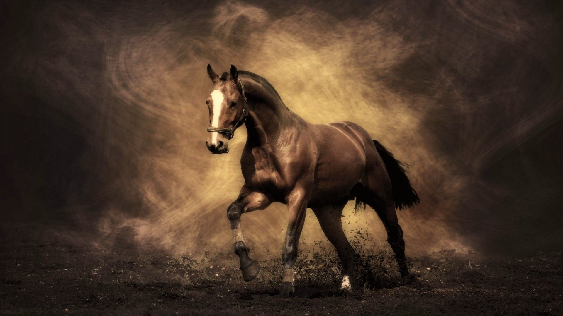 Cool Horse Desktop Wallpapers