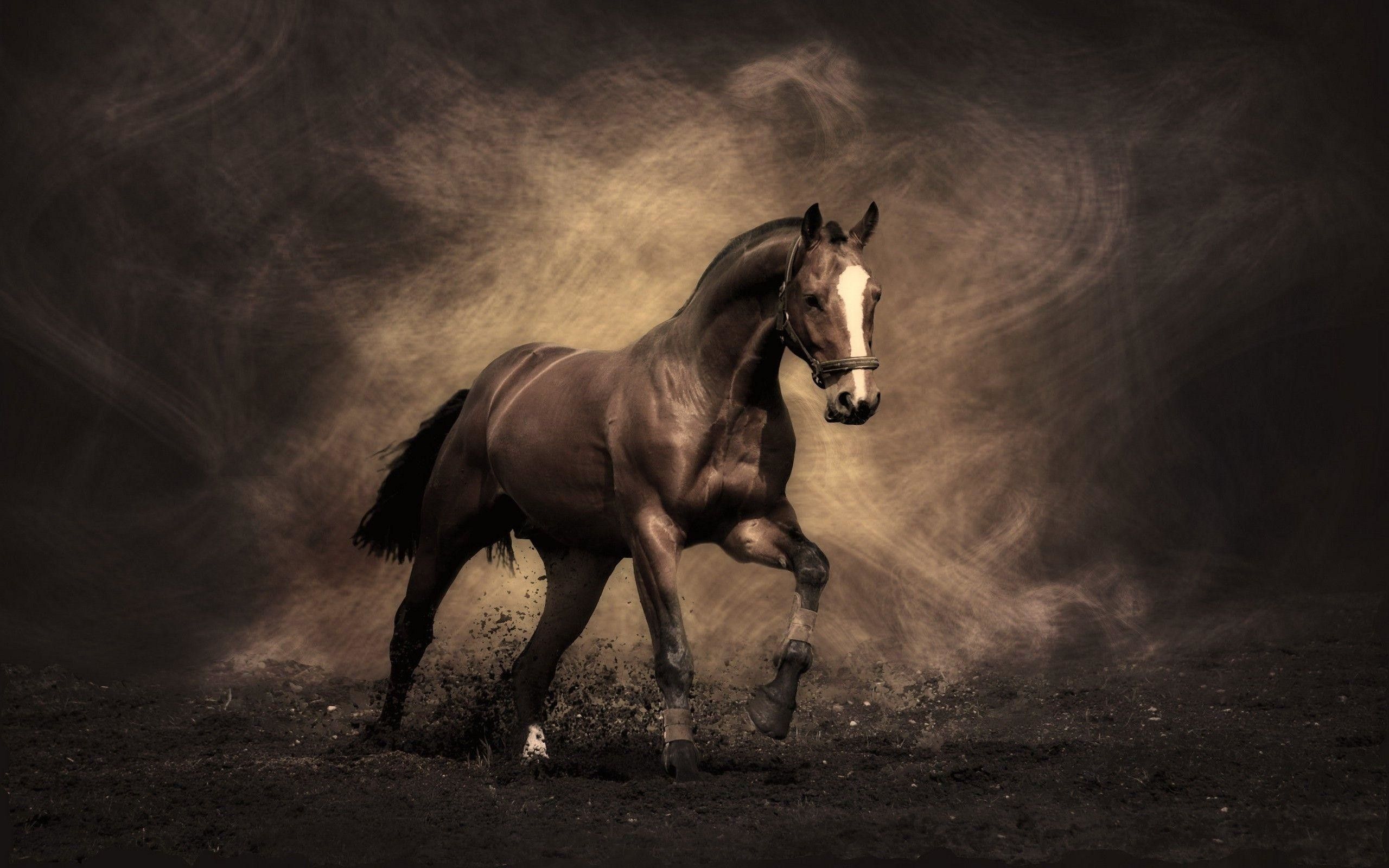 Cool Horse Desktop Wallpapers