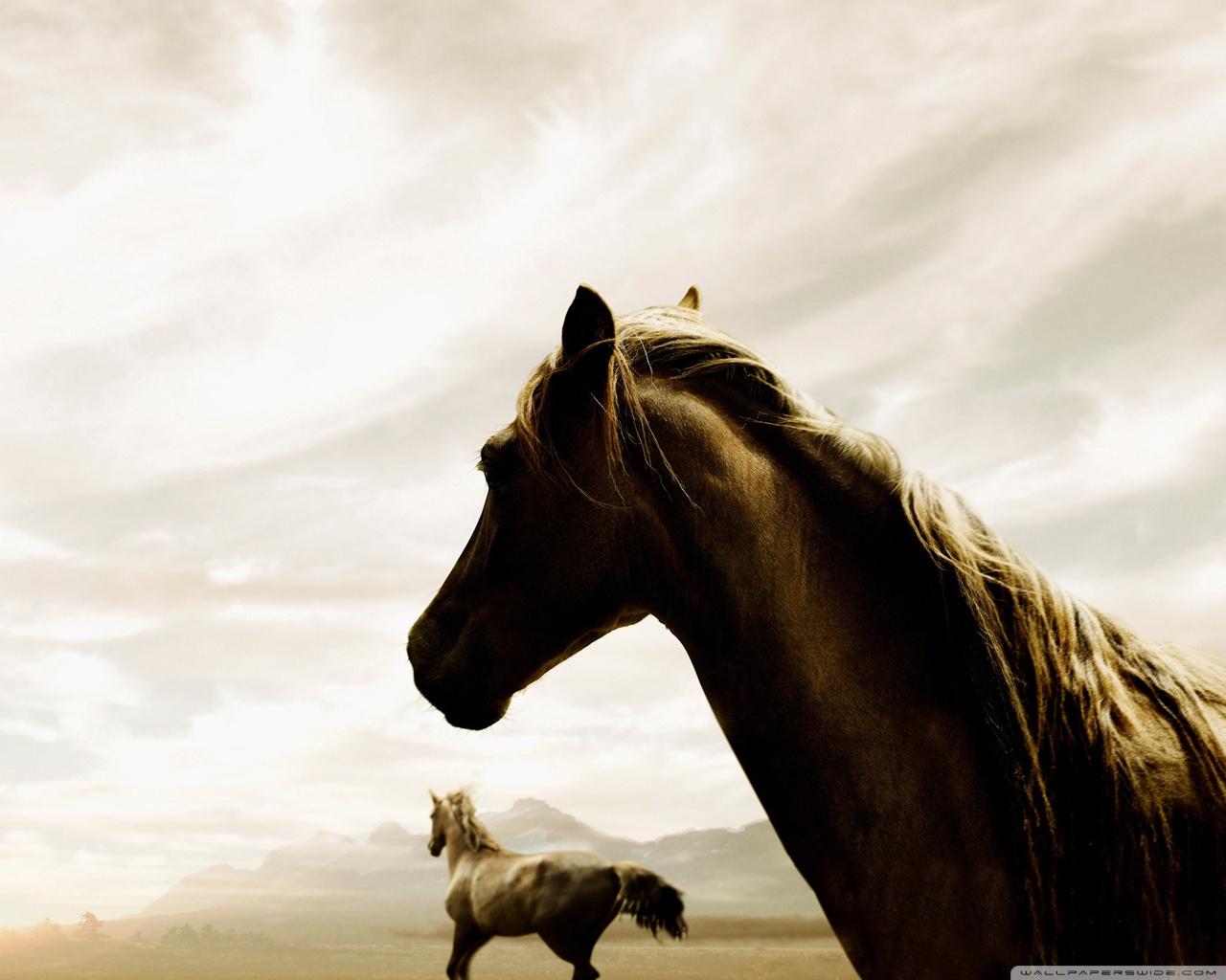 Cool Horse Desktop Wallpapers