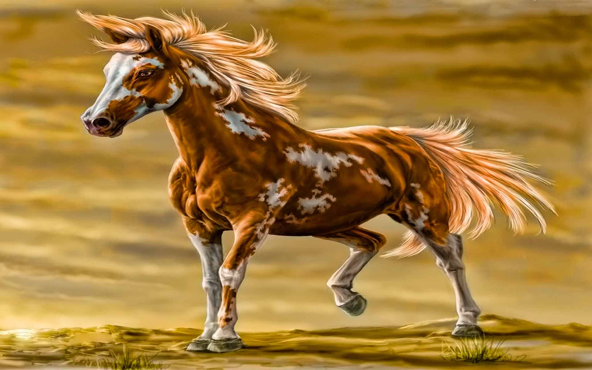 Cool Horse Desktop Wallpapers