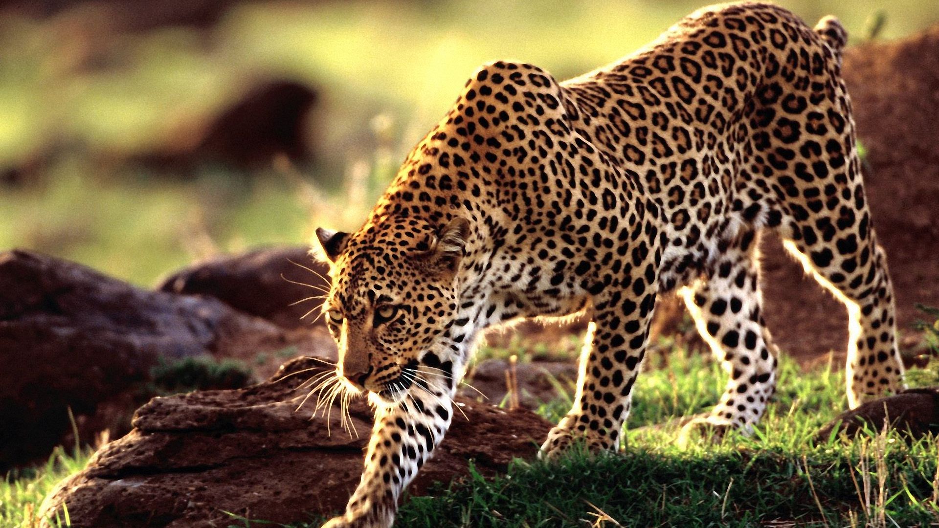 Cool Leopard Wallpapers