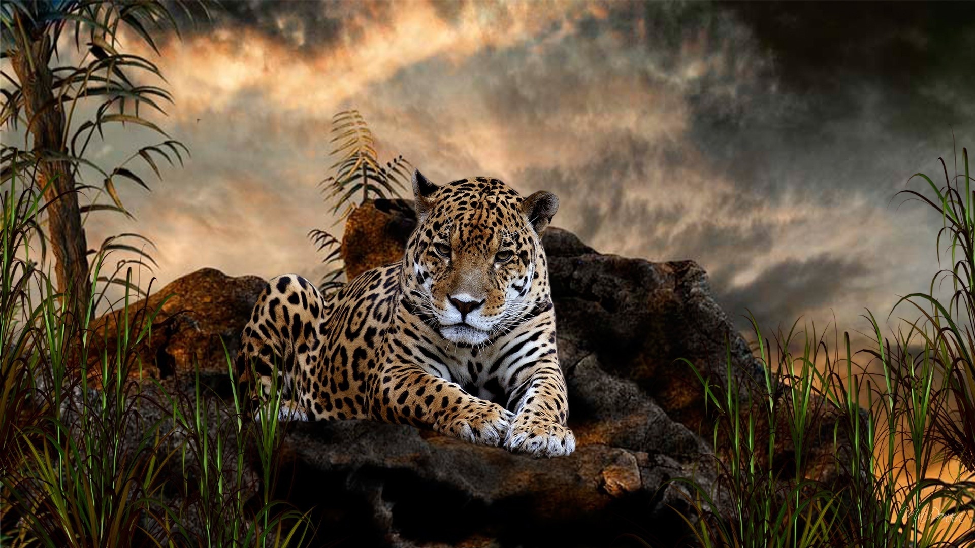 Cool Leopard Wallpapers