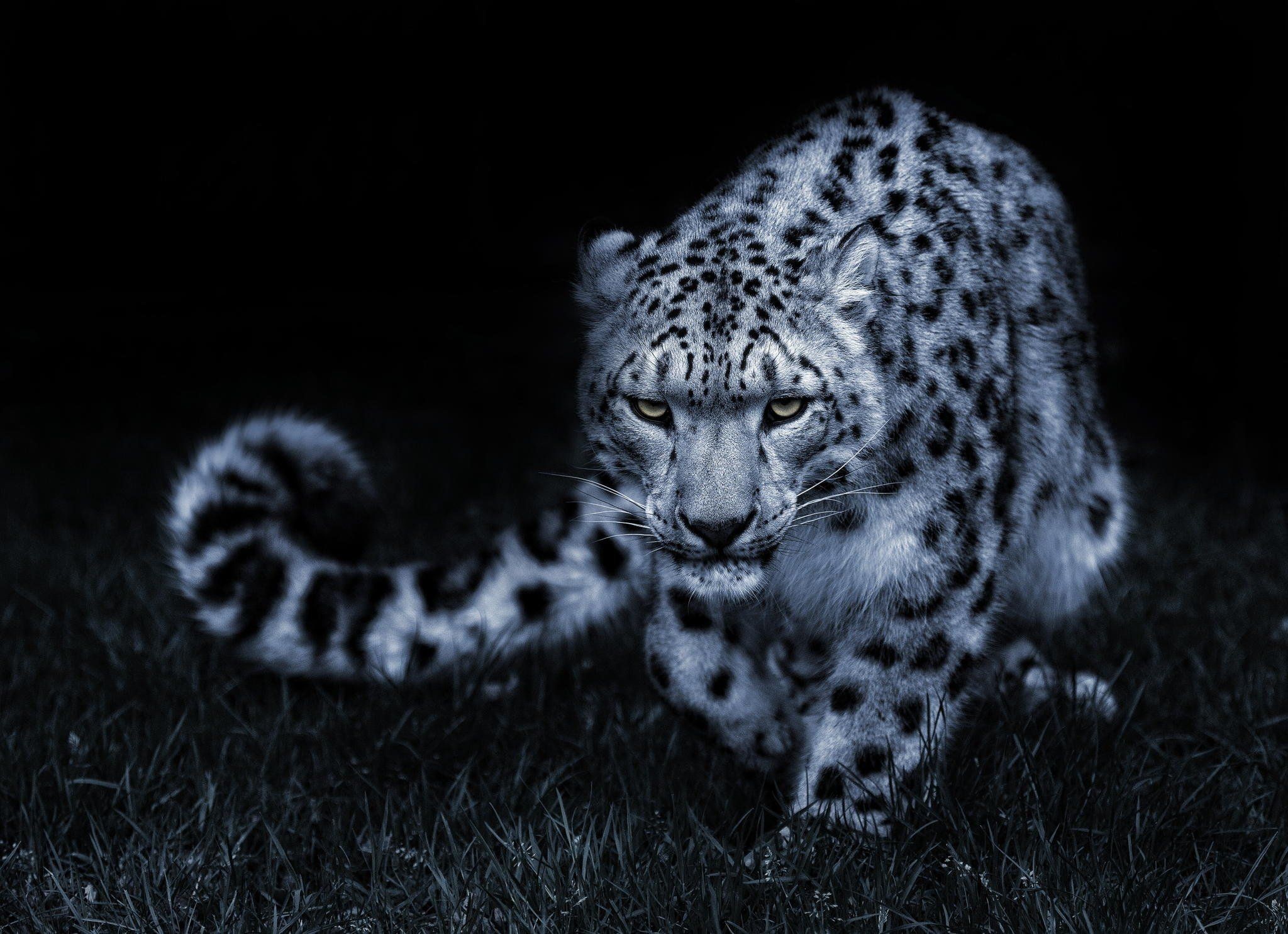 Cool Leopard Wallpapers