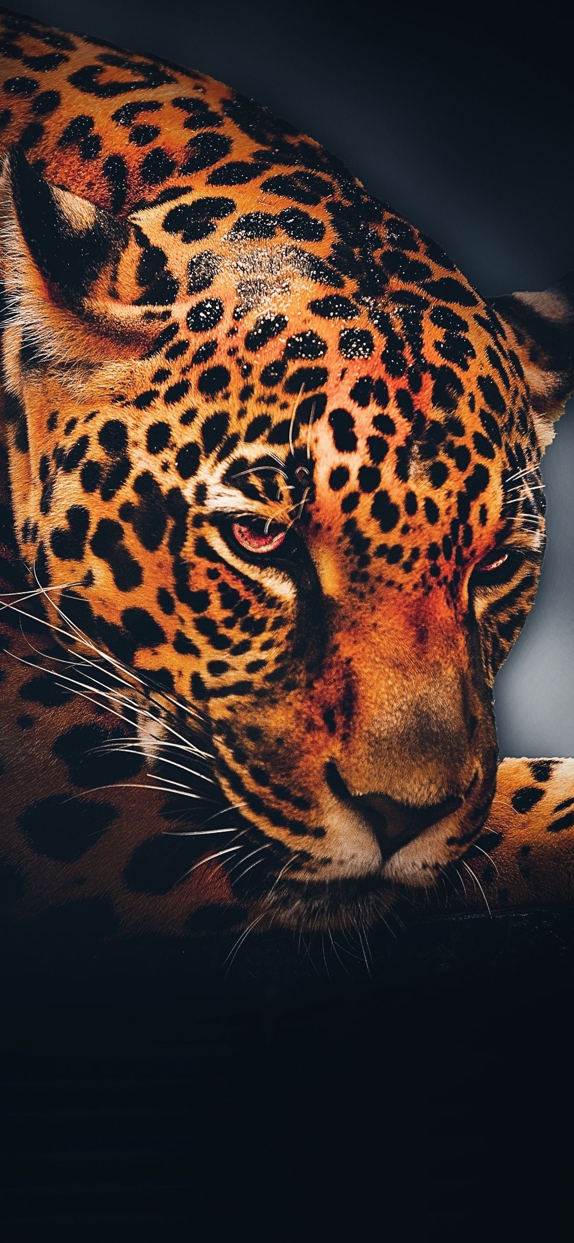 Cool Leopard Wallpapers