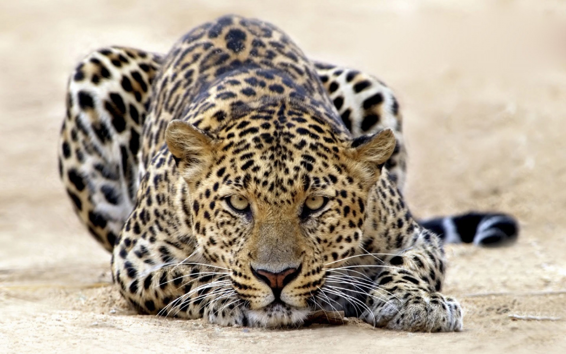 Cool Leopard Wallpapers