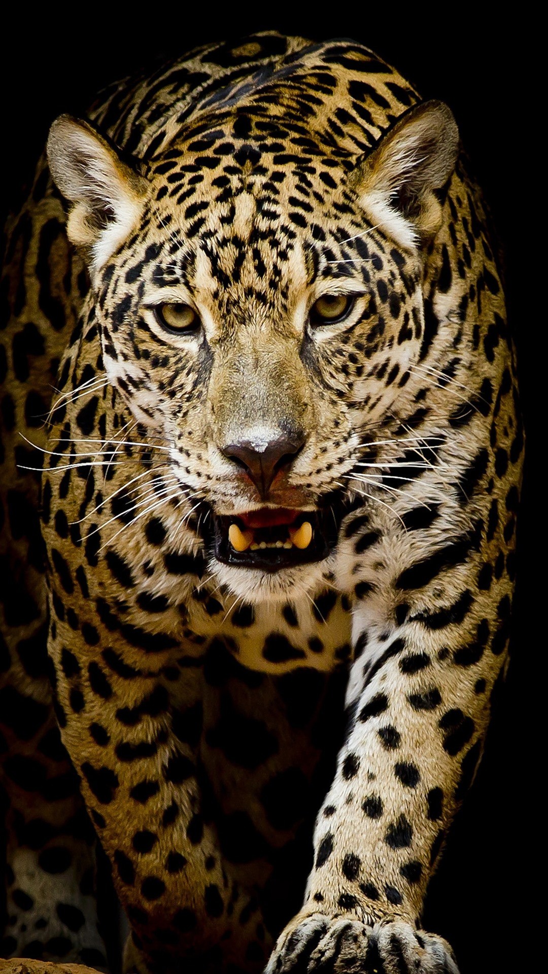 Cool Leopard Wallpapers