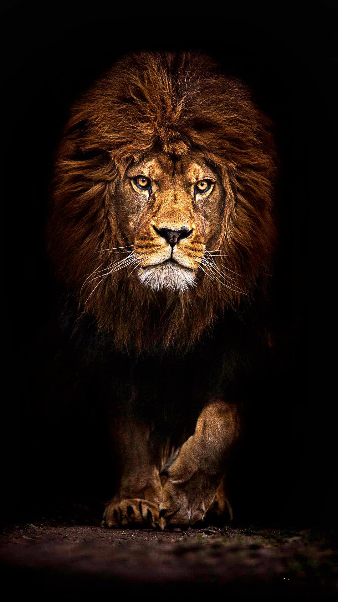 Cool Lion Wallpapers Wallpapers