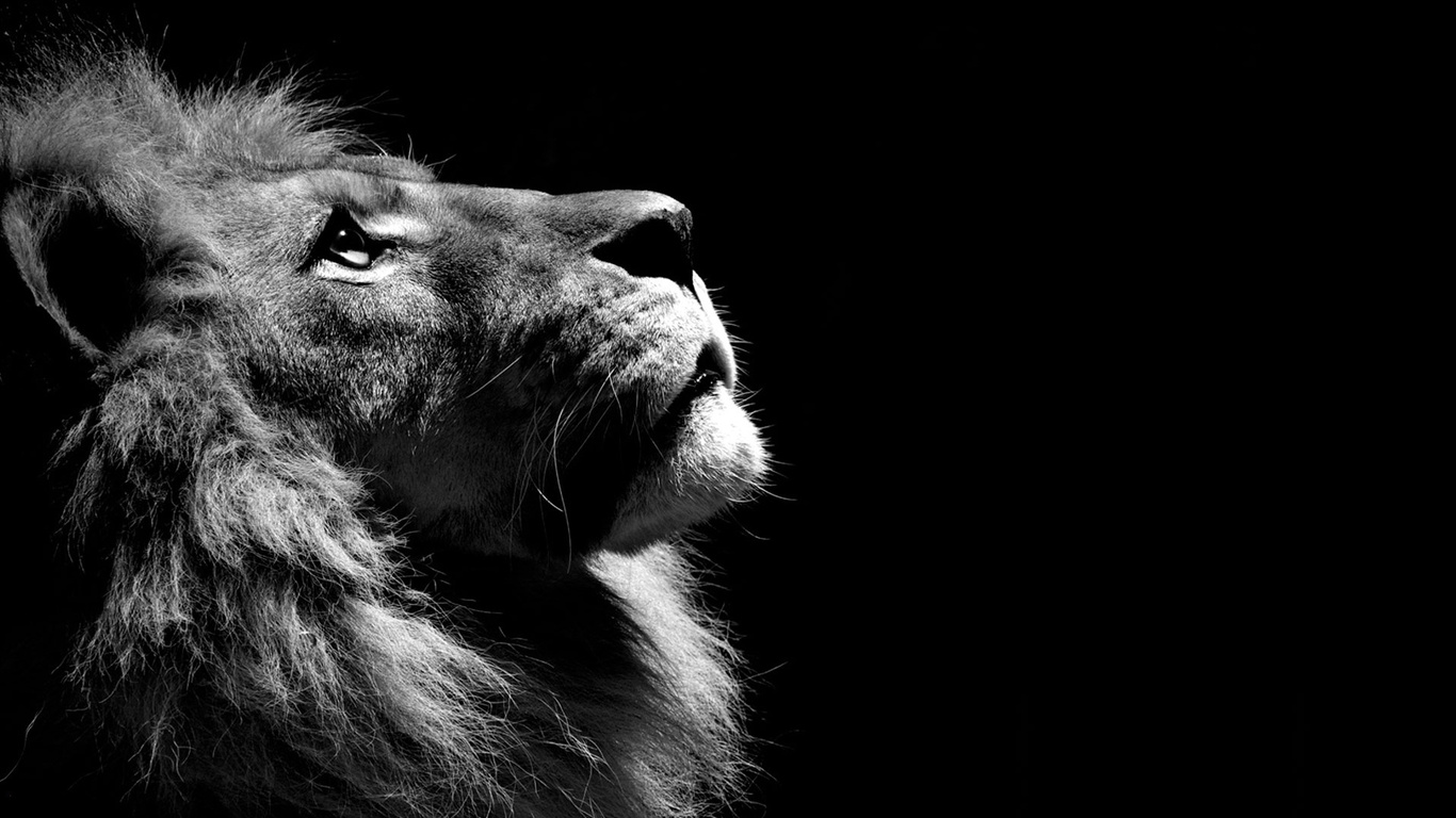 Cool Lion Wallpapers Wallpapers