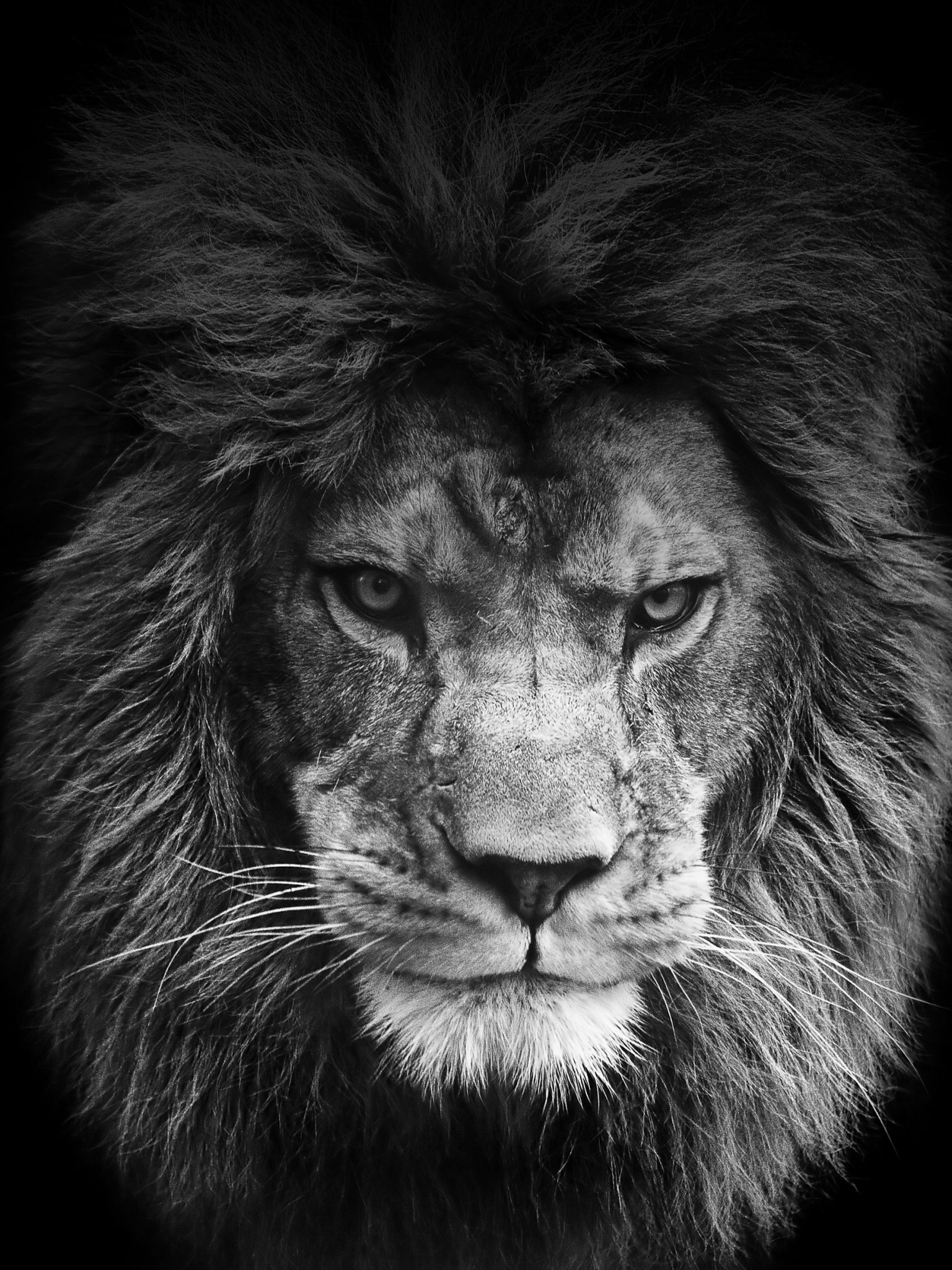 Cool Lion Wallpapers Wallpapers