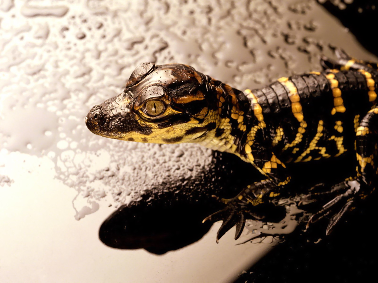 Cool Lizard Wallpapers