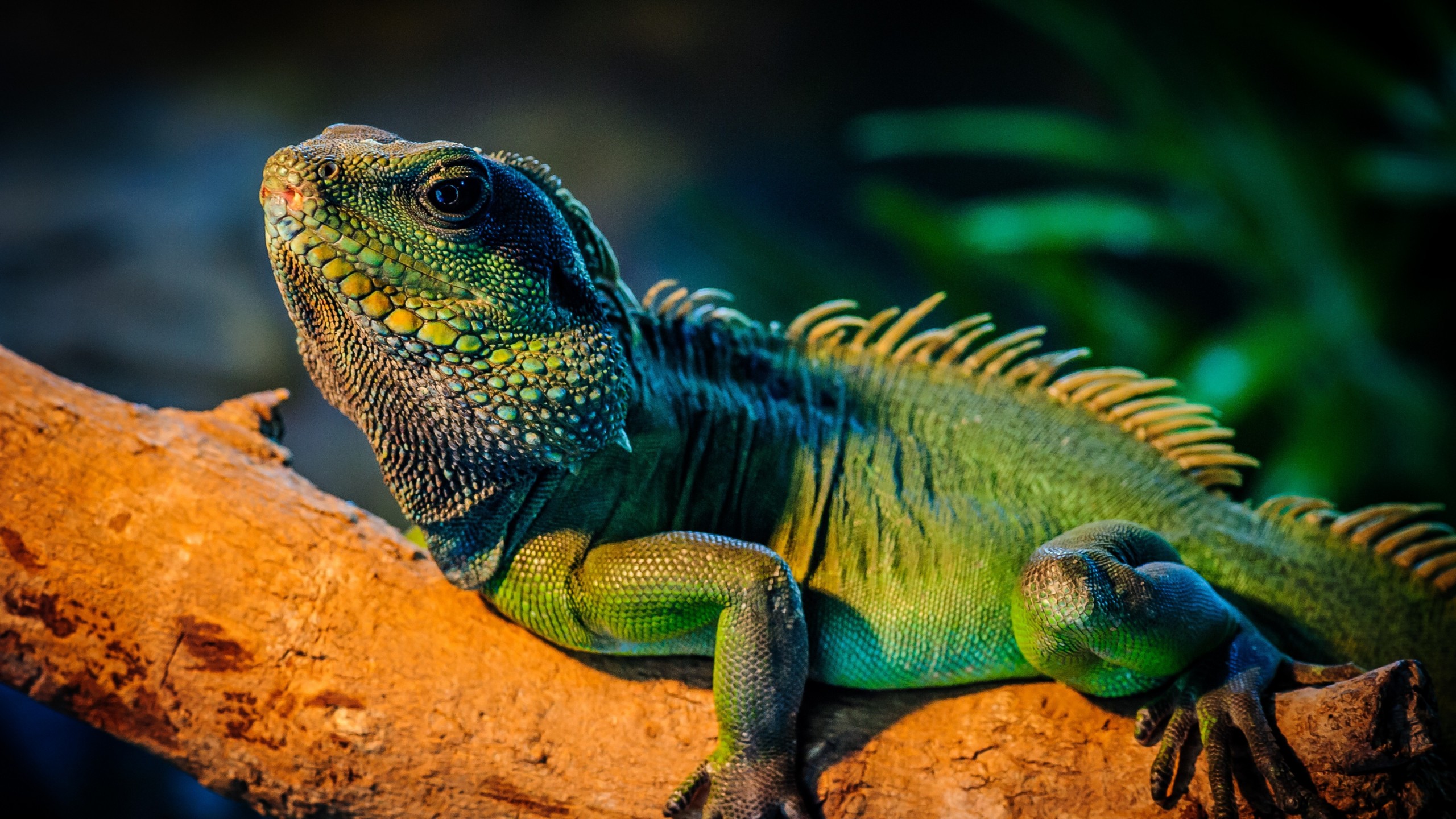 Cool Lizard Wallpapers