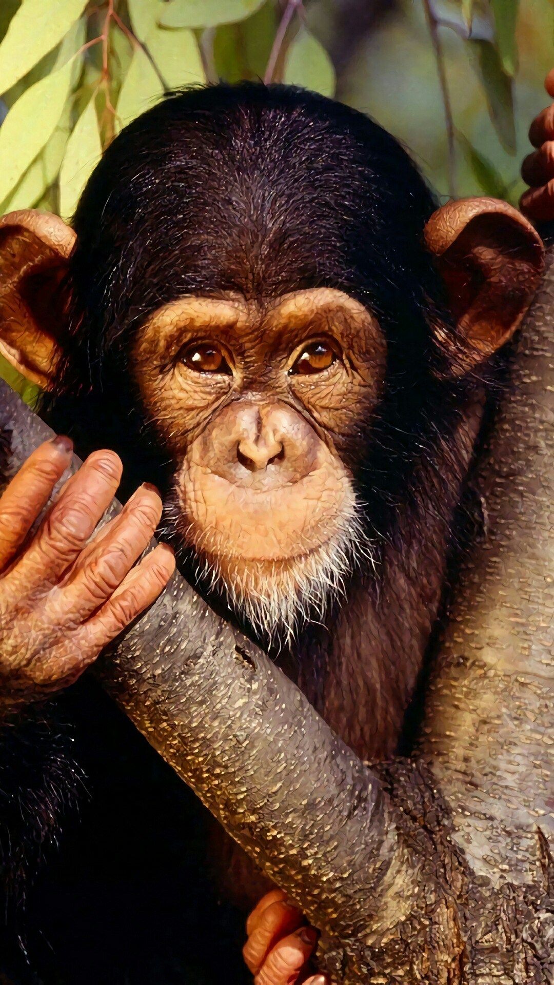 Cool Monkey Wallpapers