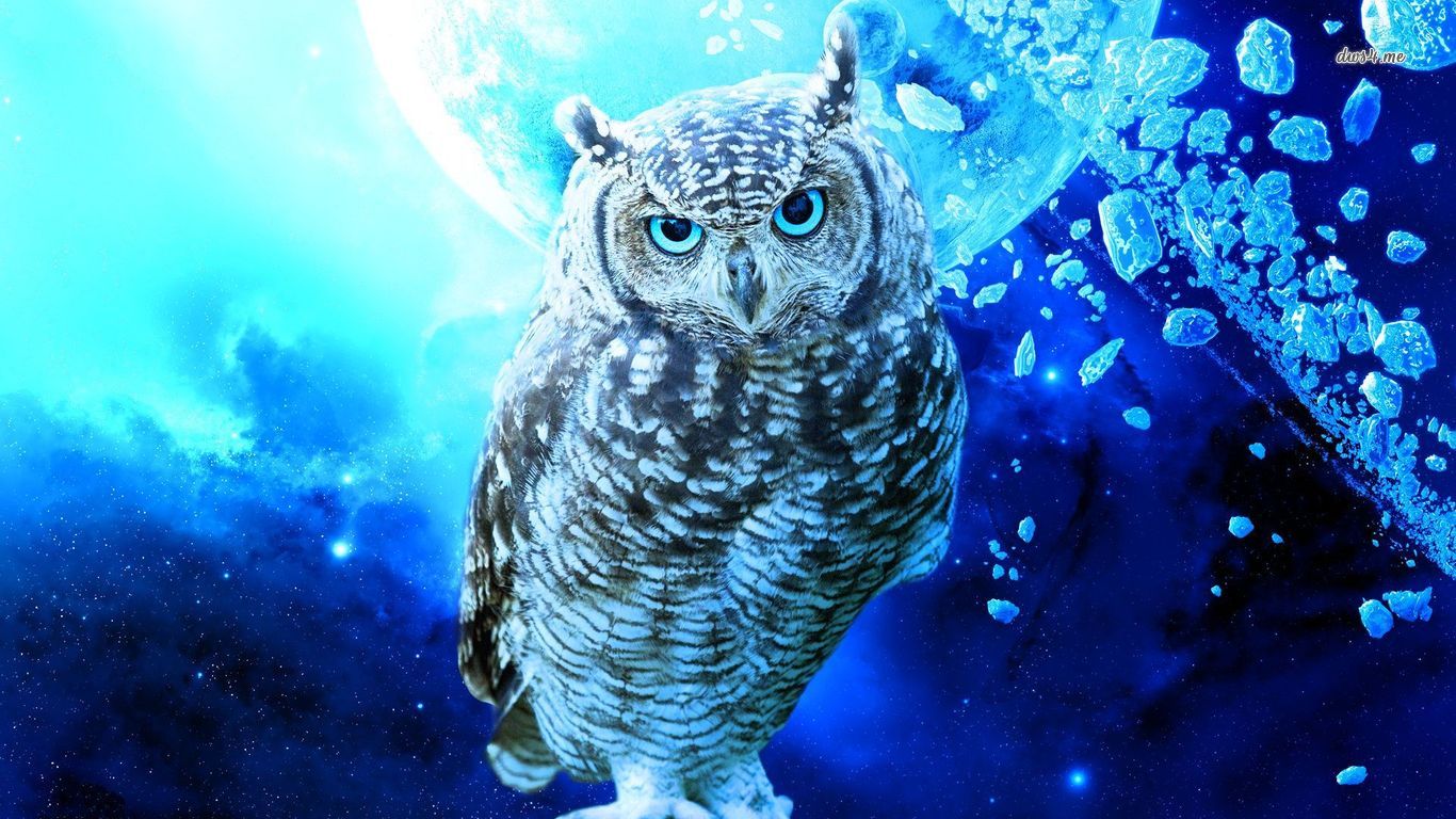 Cool Owl Wallpapers