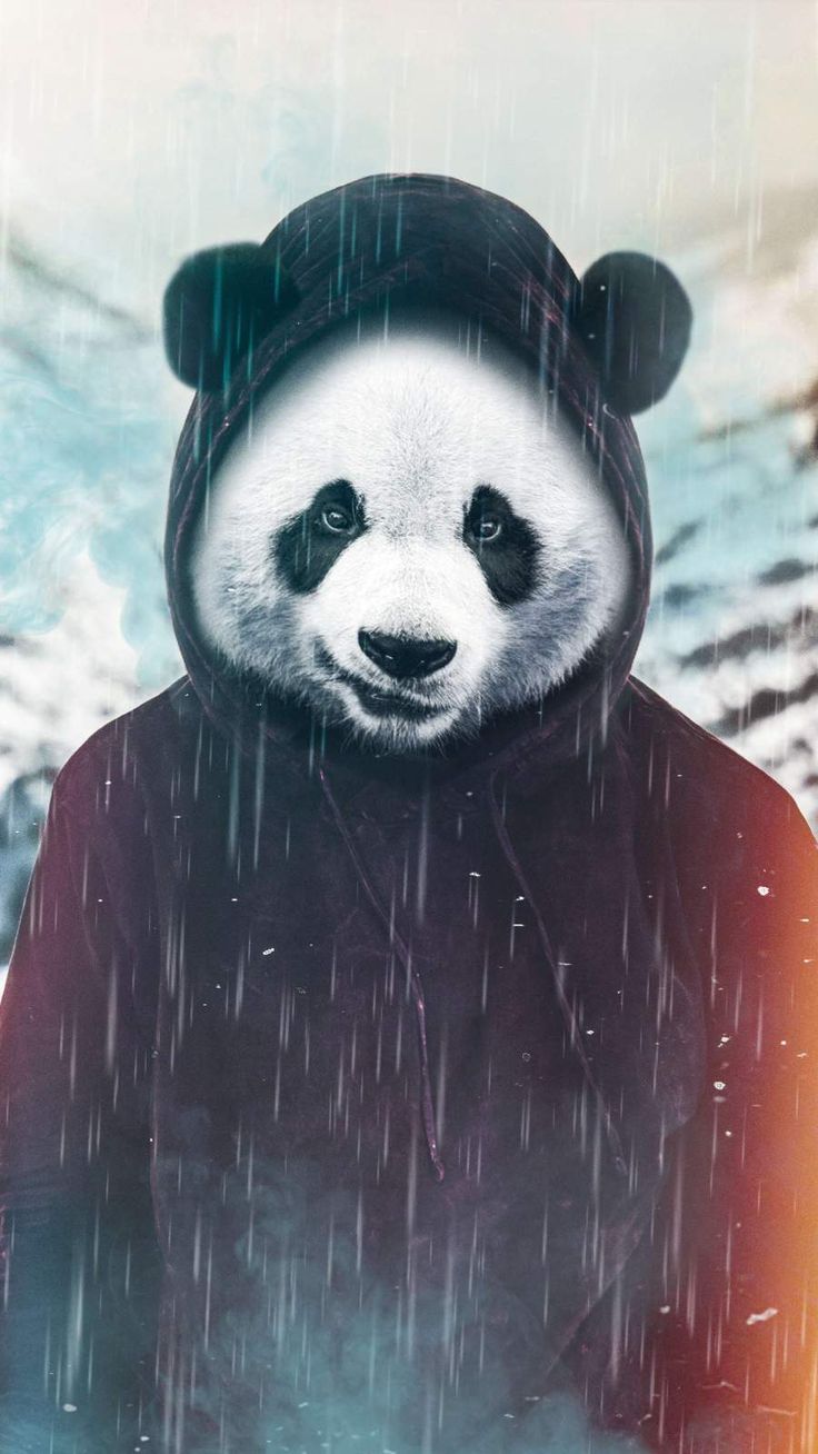 Cool Panda Wallpapers Wallpapers