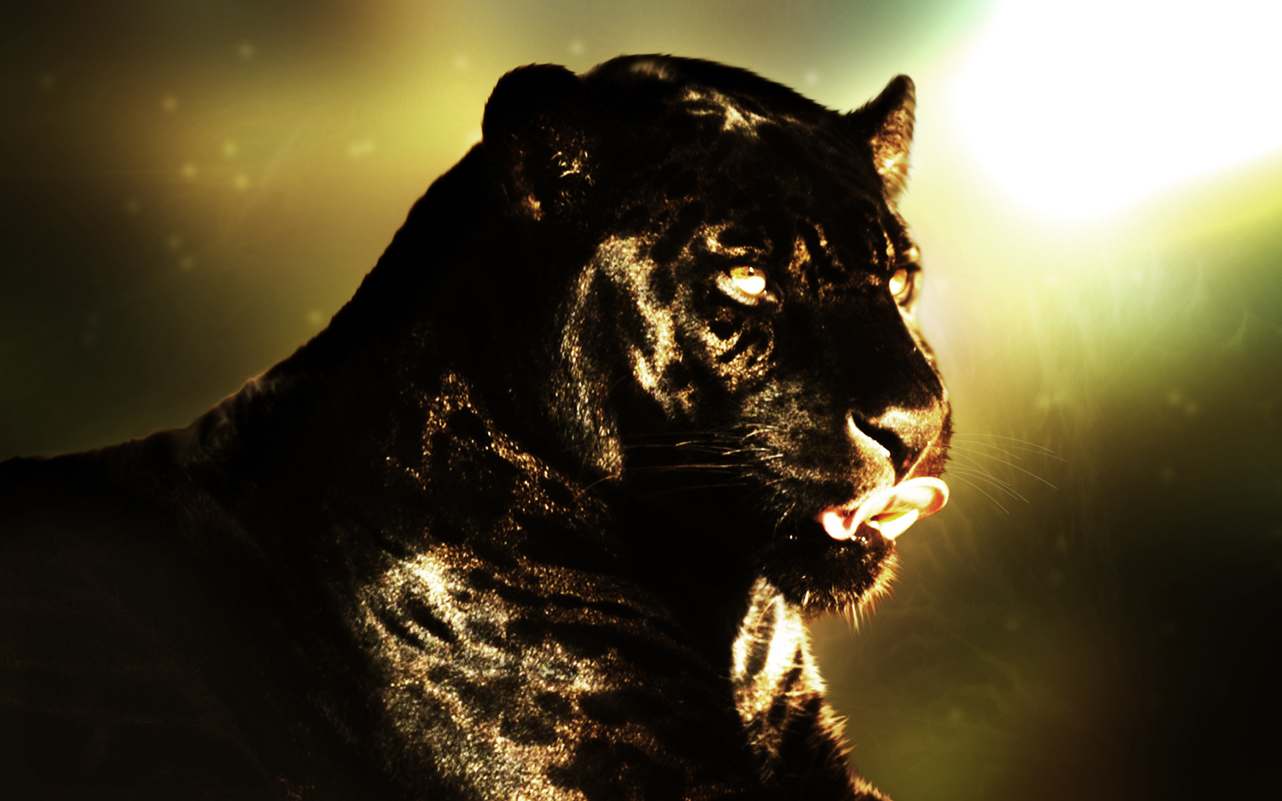 Cool Panther Wallpapers