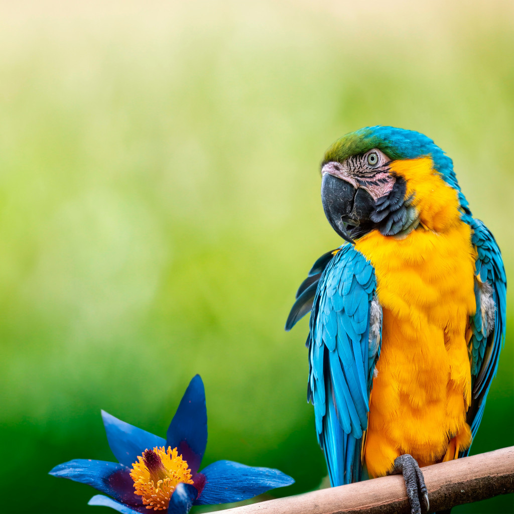 Cool Parrot Wallpapers