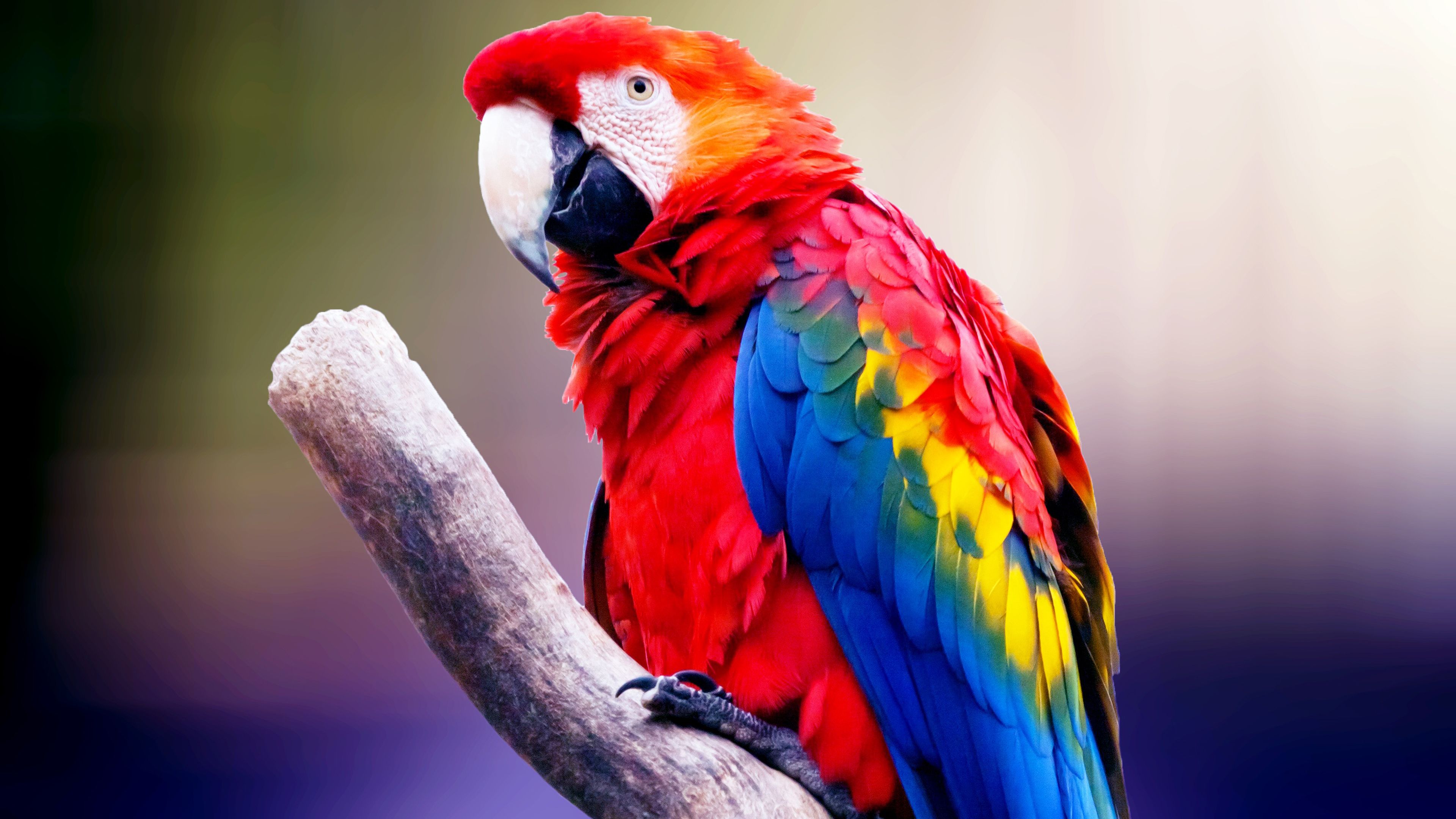 Cool Parrot Wallpapers