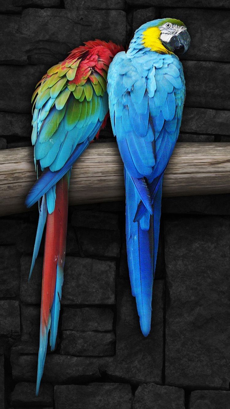 Cool Parrot Wallpapers