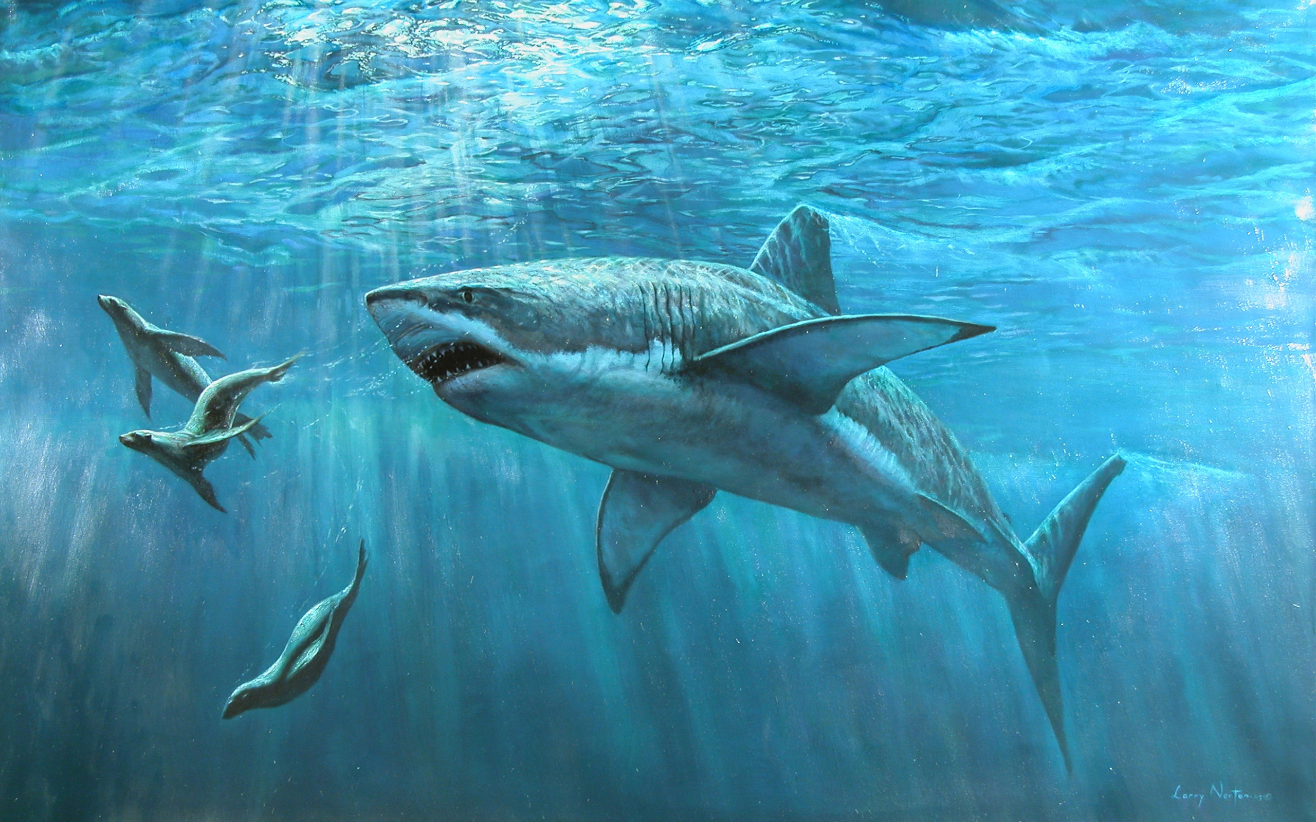 Cool Shark Wallpapers