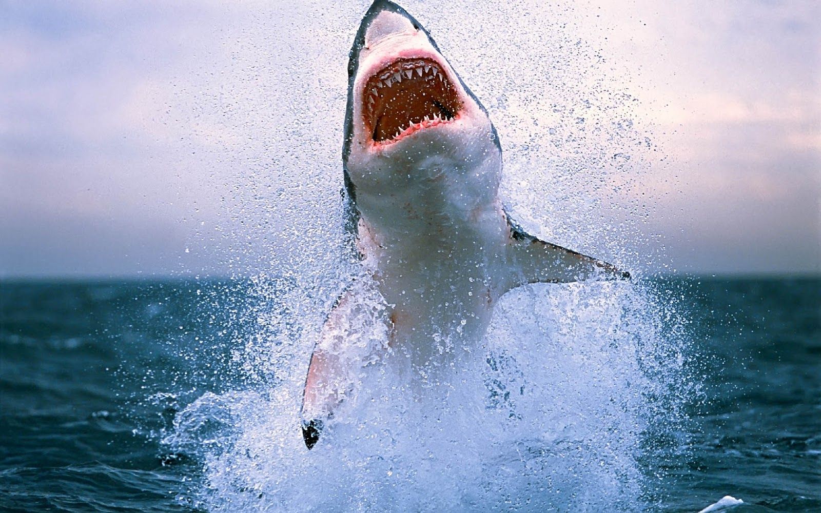 Cool Shark Wallpapers