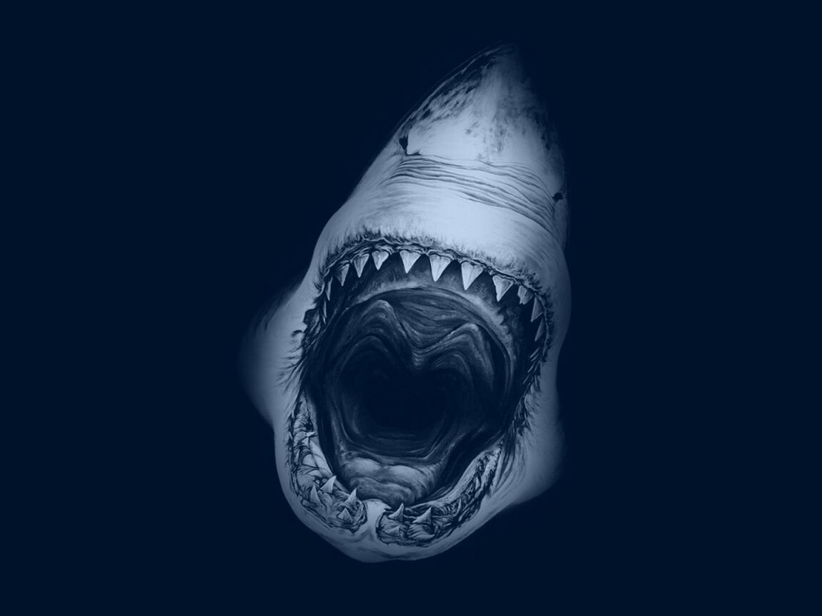 Cool Shark Wallpapers Wallpapers