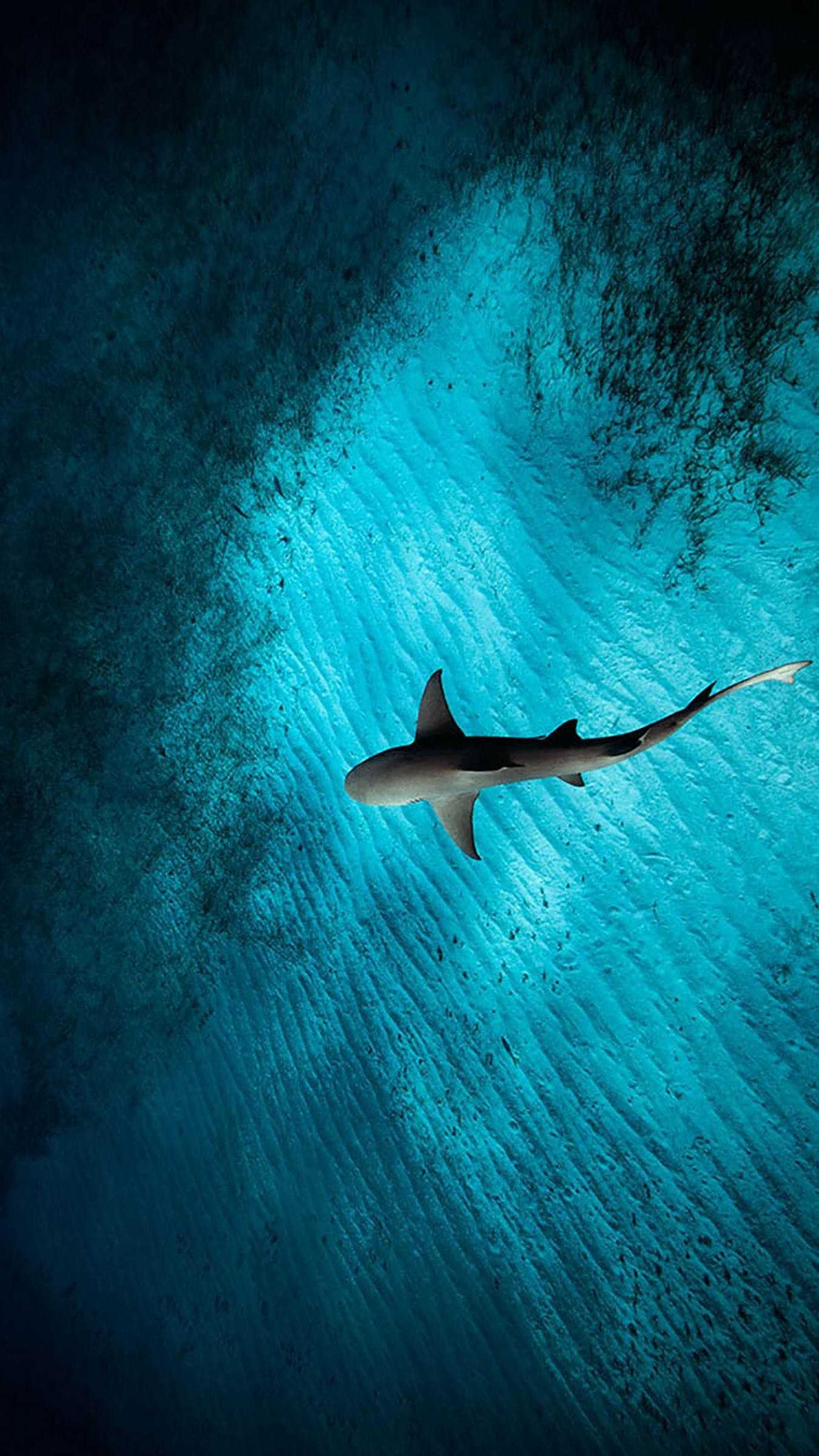 Cool Shark Wallpapers Wallpapers