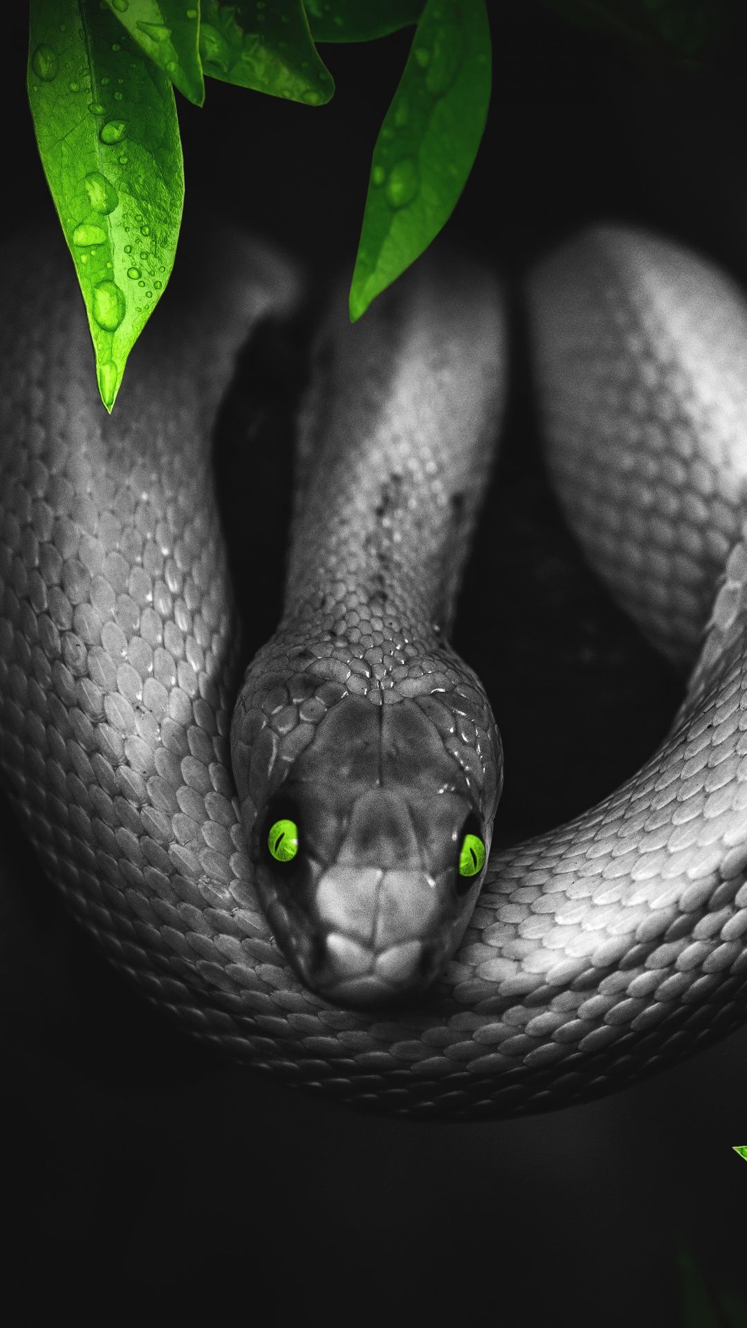 Cool Snake Wallpapers