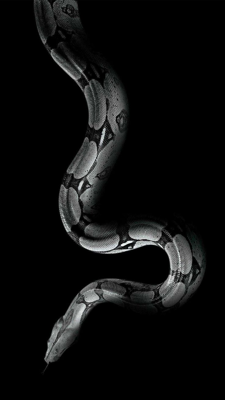 Cool Snake Wallpapers