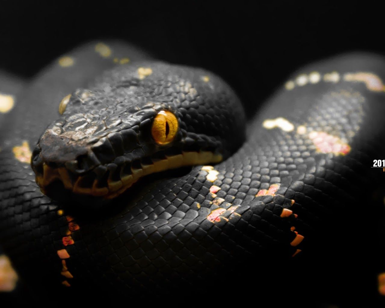 Cool Snake Wallpapers