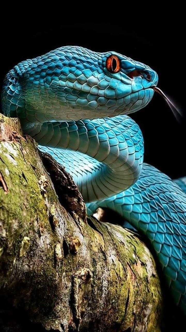 Cool Snake Wallpapers Wallpapers