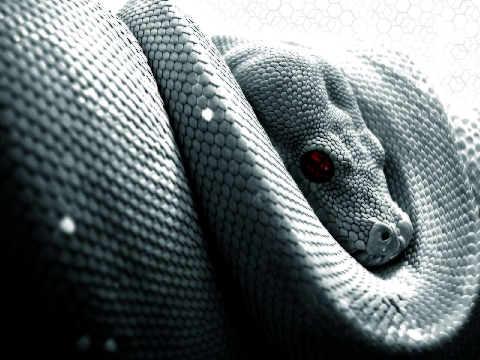 Cool Snake Wallpapers Wallpapers