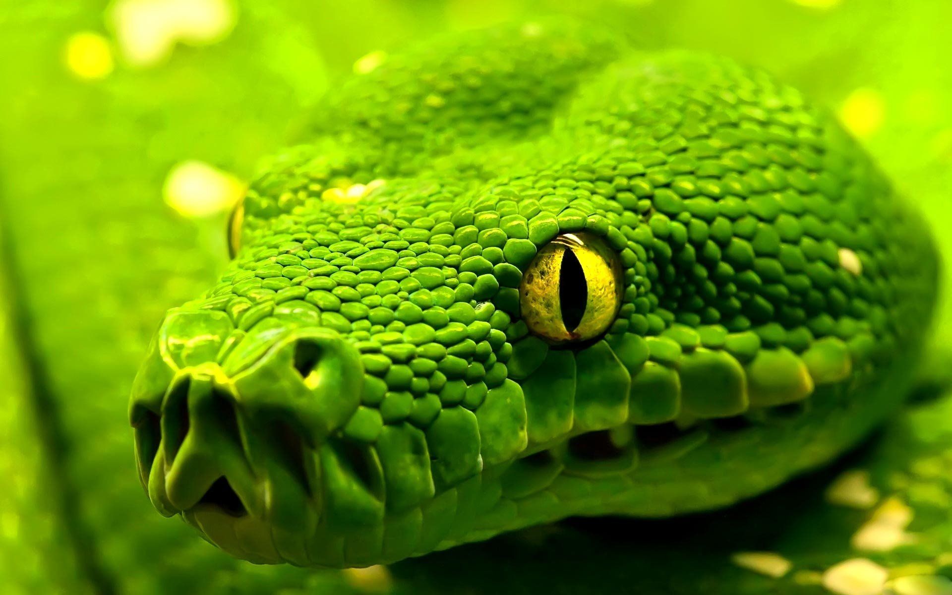 Cool Snake Wallpapers Wallpapers