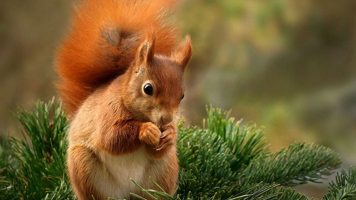 Cool Squirrel Wallpapers