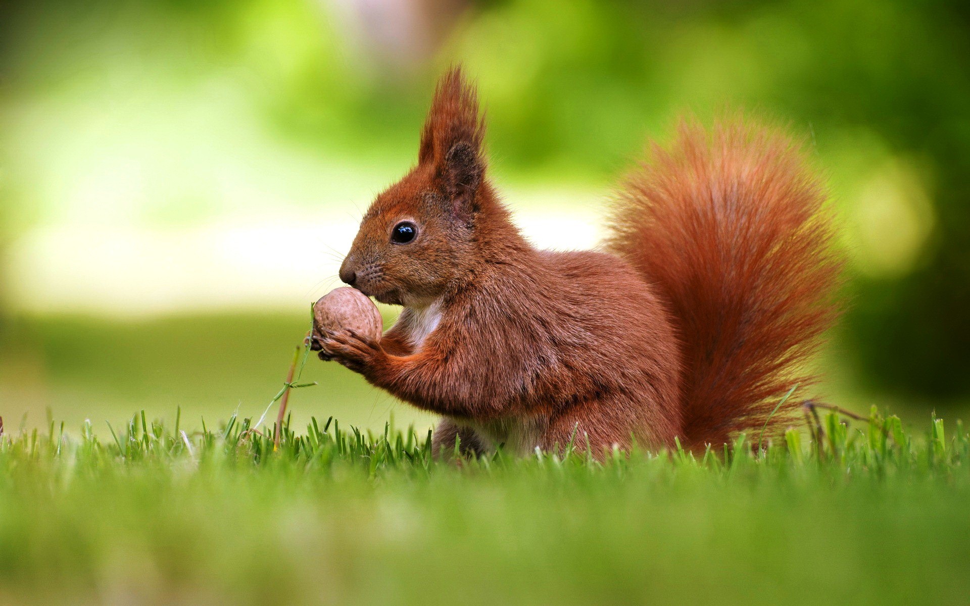 Cool Squirrel Wallpapers