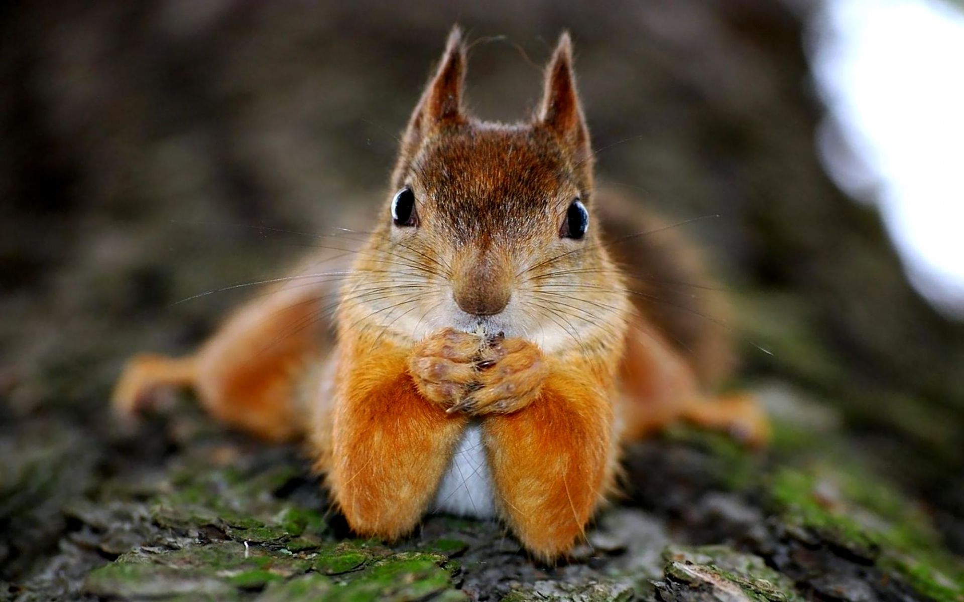 Cool Squirrel Wallpapers