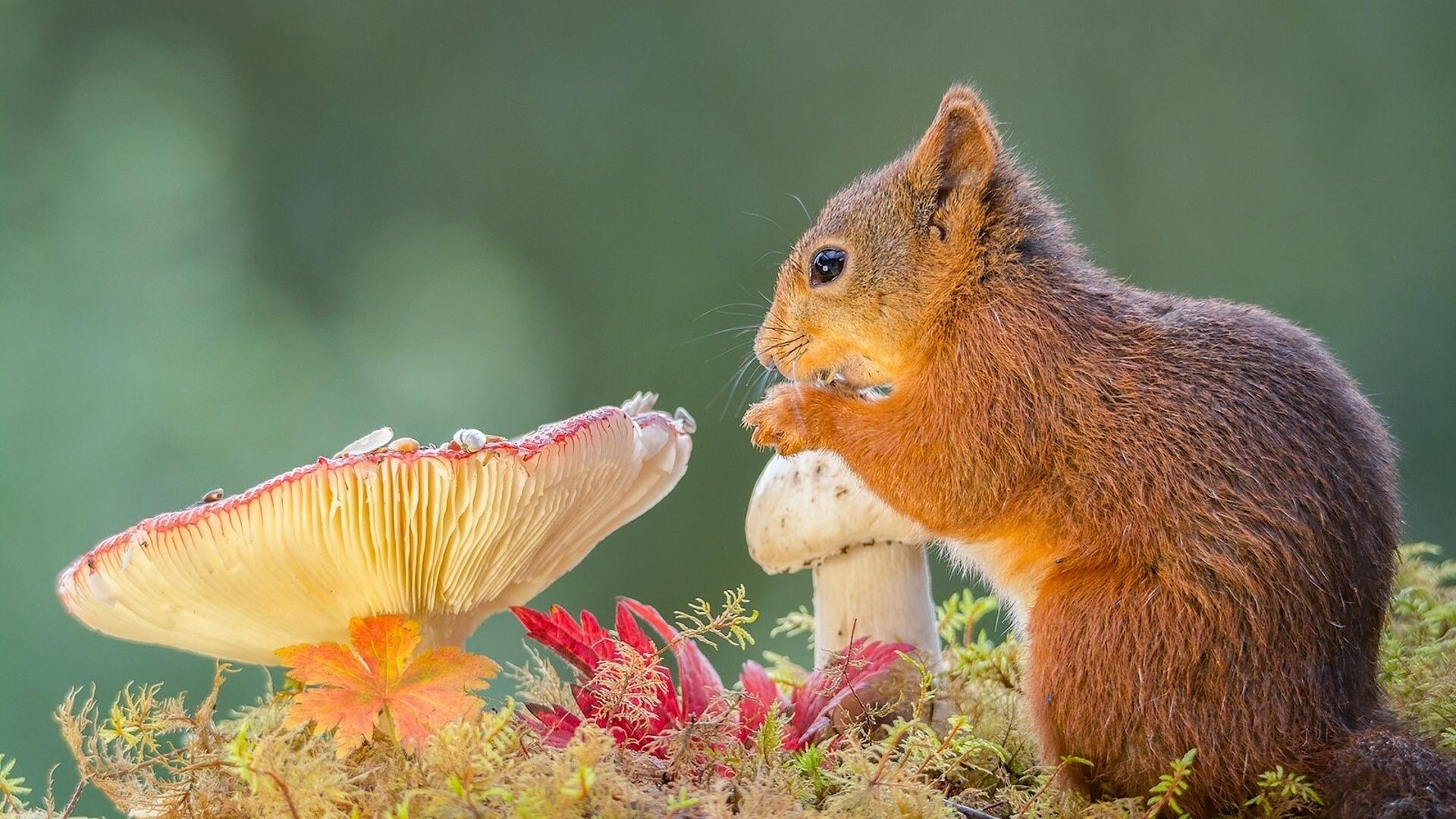 Cool Squirrel Wallpapers