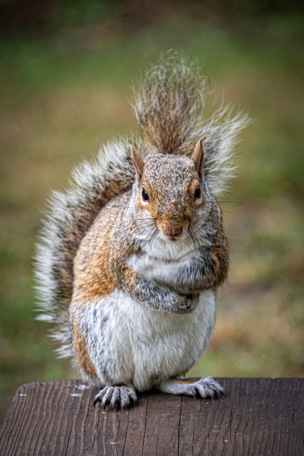 Cool Squirrel Wallpapers