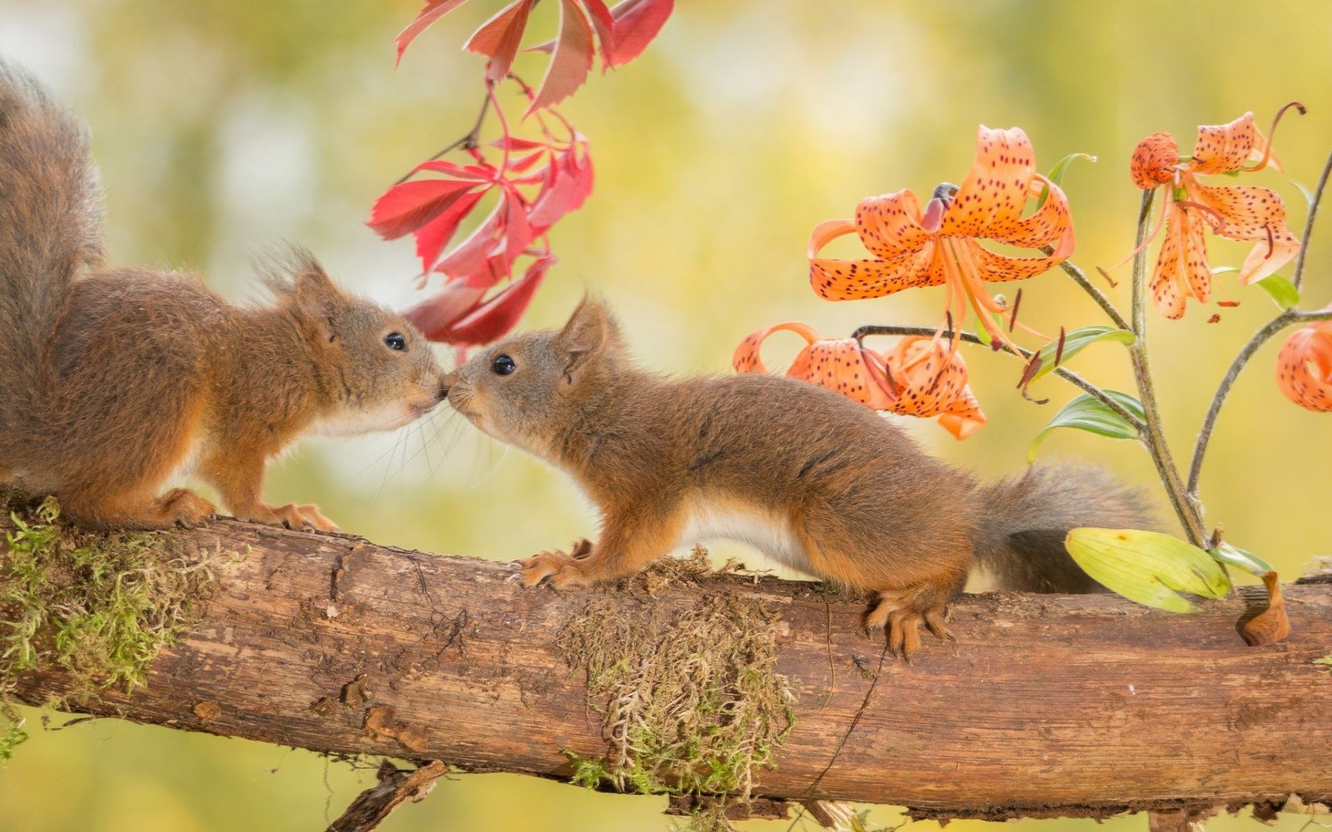 Cool Squirrel Wallpapers