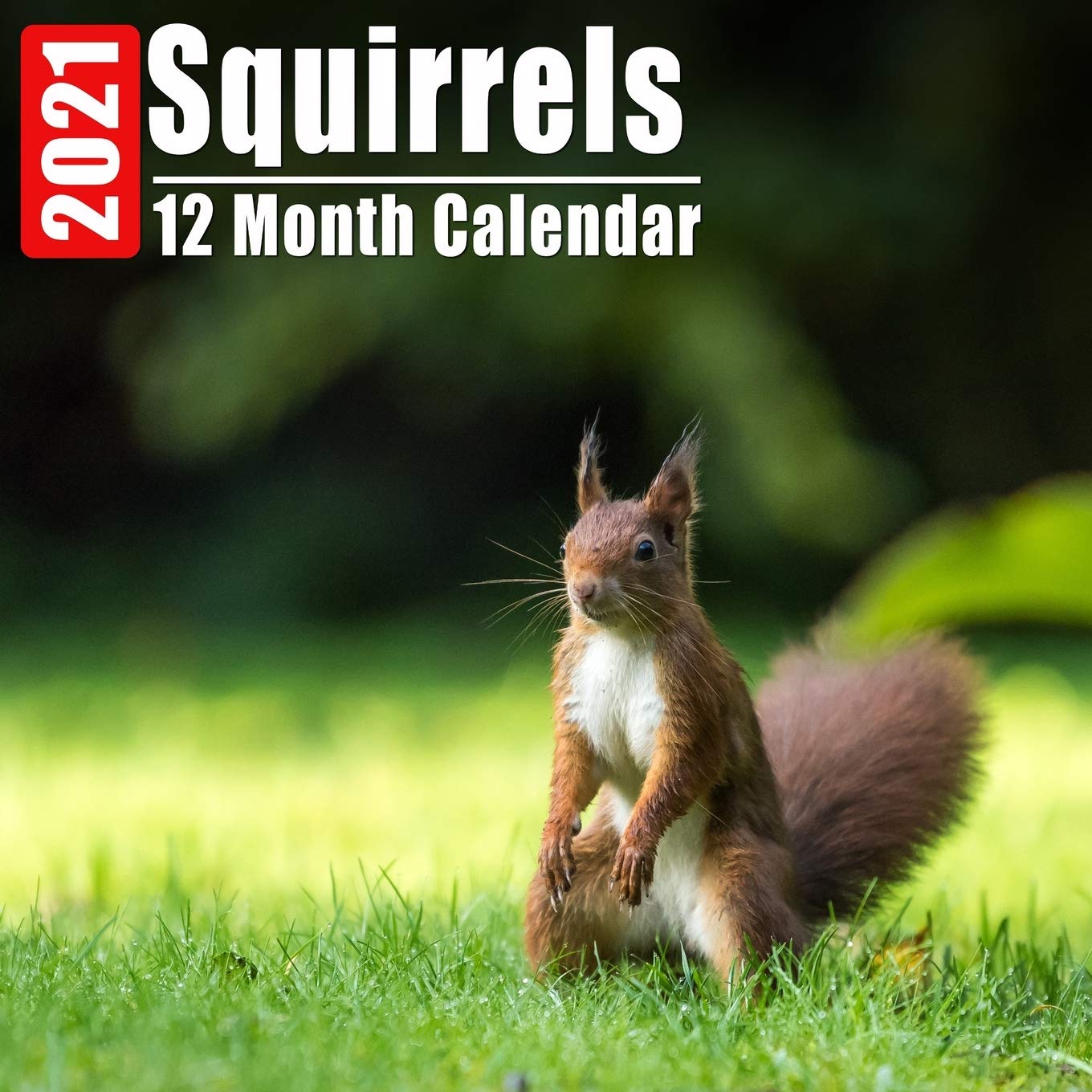 Cool Squirrel Wallpapers