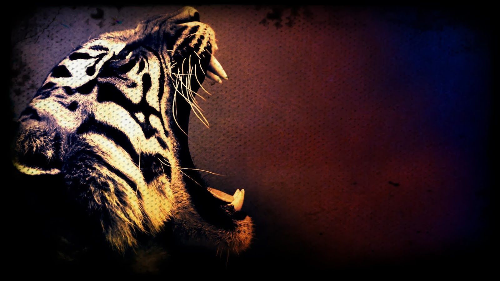 Cool Tigers Wallpapers Wallpapers