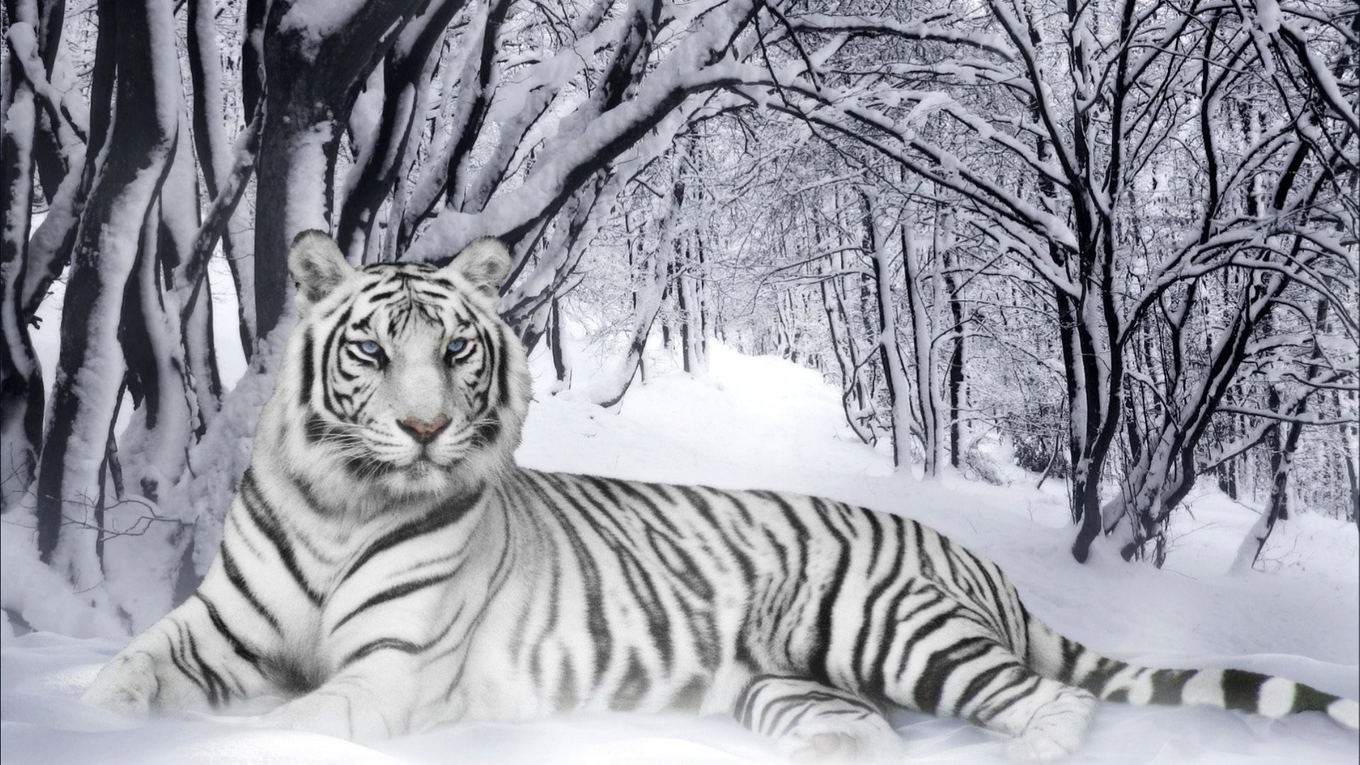 Cool White Tiger Wallpapers