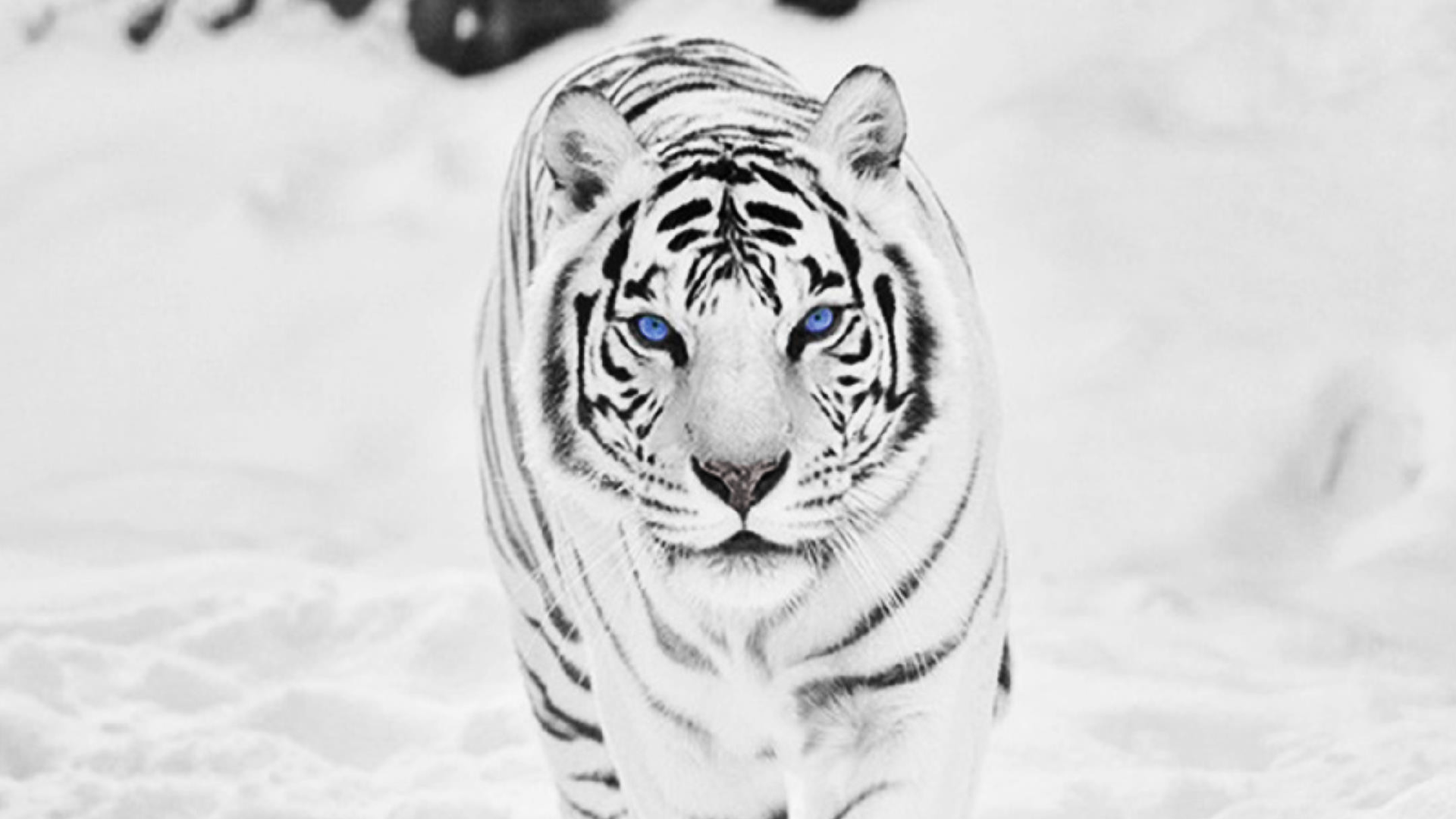 Cool White Tiger Wallpapers